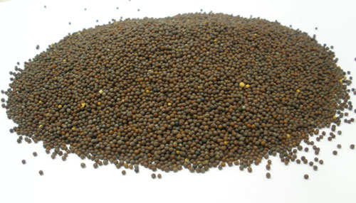 Sennep, Brun, Hel - 100 g.